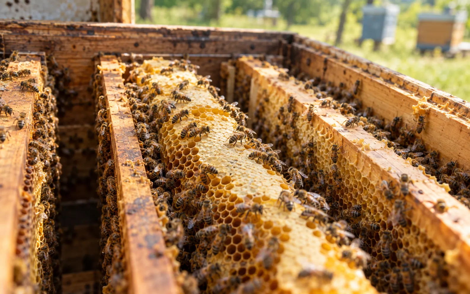 Abeilles sur les cadres et les rayons à l’intérieur d’une ruche, photographie générique